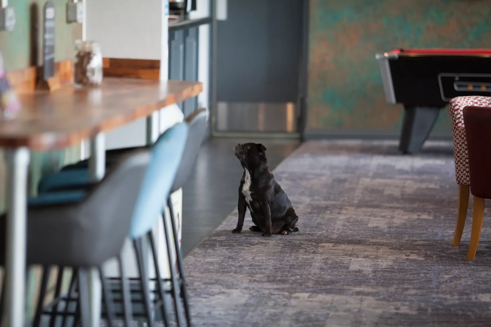 Metropolitan Montys Dog 1
